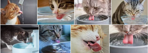 Wassertrinken leicht gemacht: Tipps für die Katzengesundheit