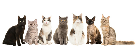 Die 10 beliebtesten Katzenrassen