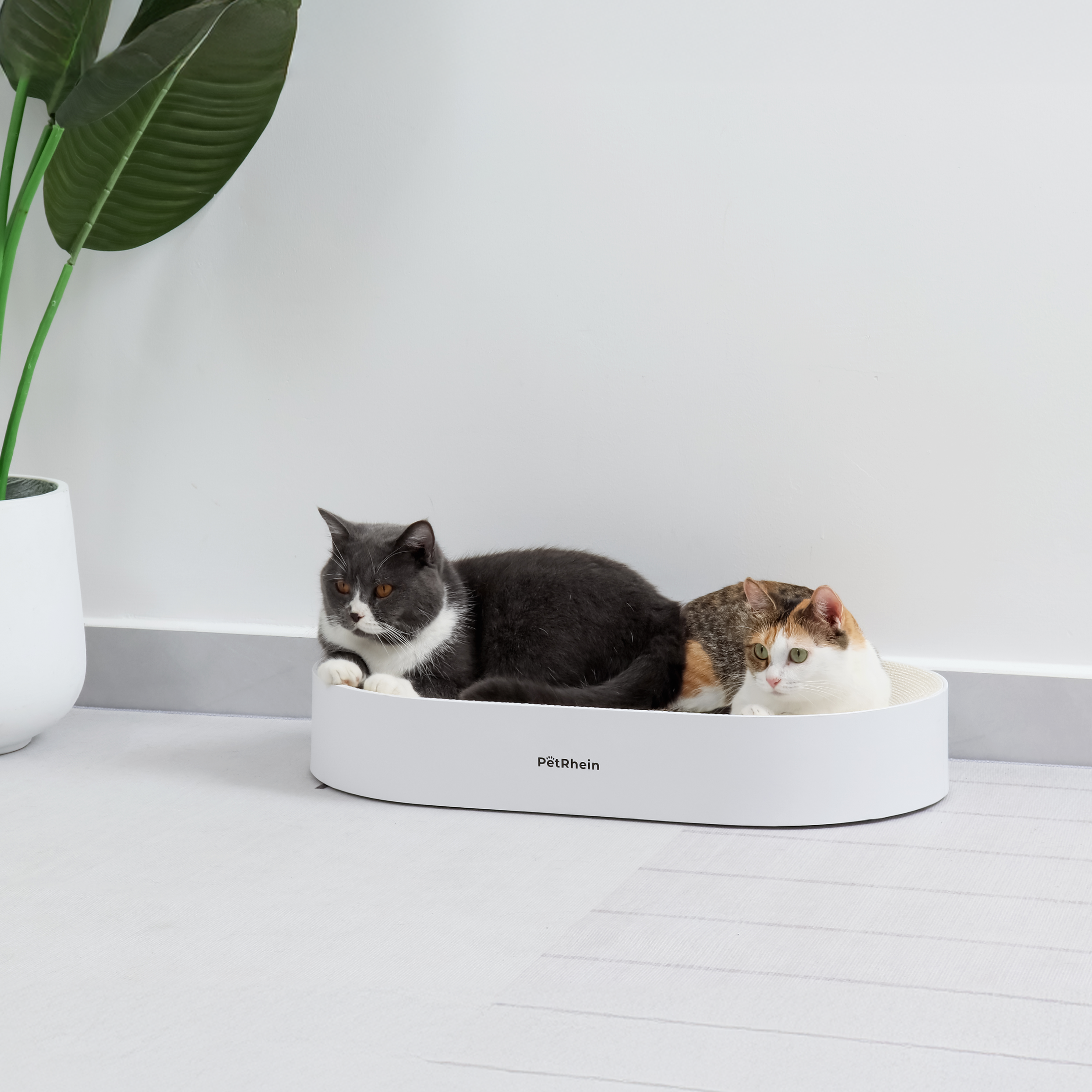 Serie Zen Paw 
